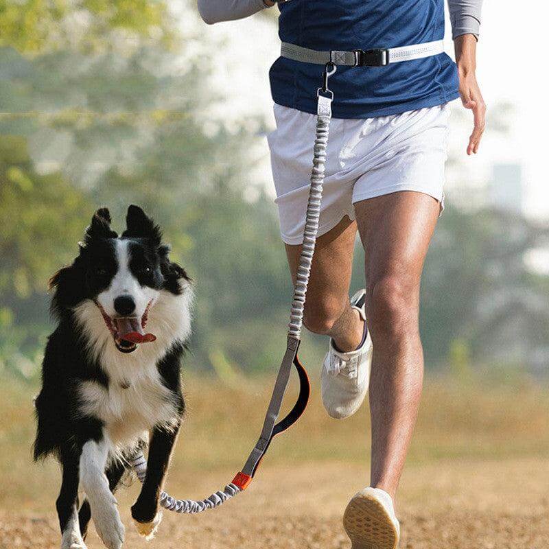 Ultimate Outdoor Adventure Dog Leash - גו סטור (Go Store) - Ultimate Outdoor Adventure Dog Leash - גו סטור (Go Store)
