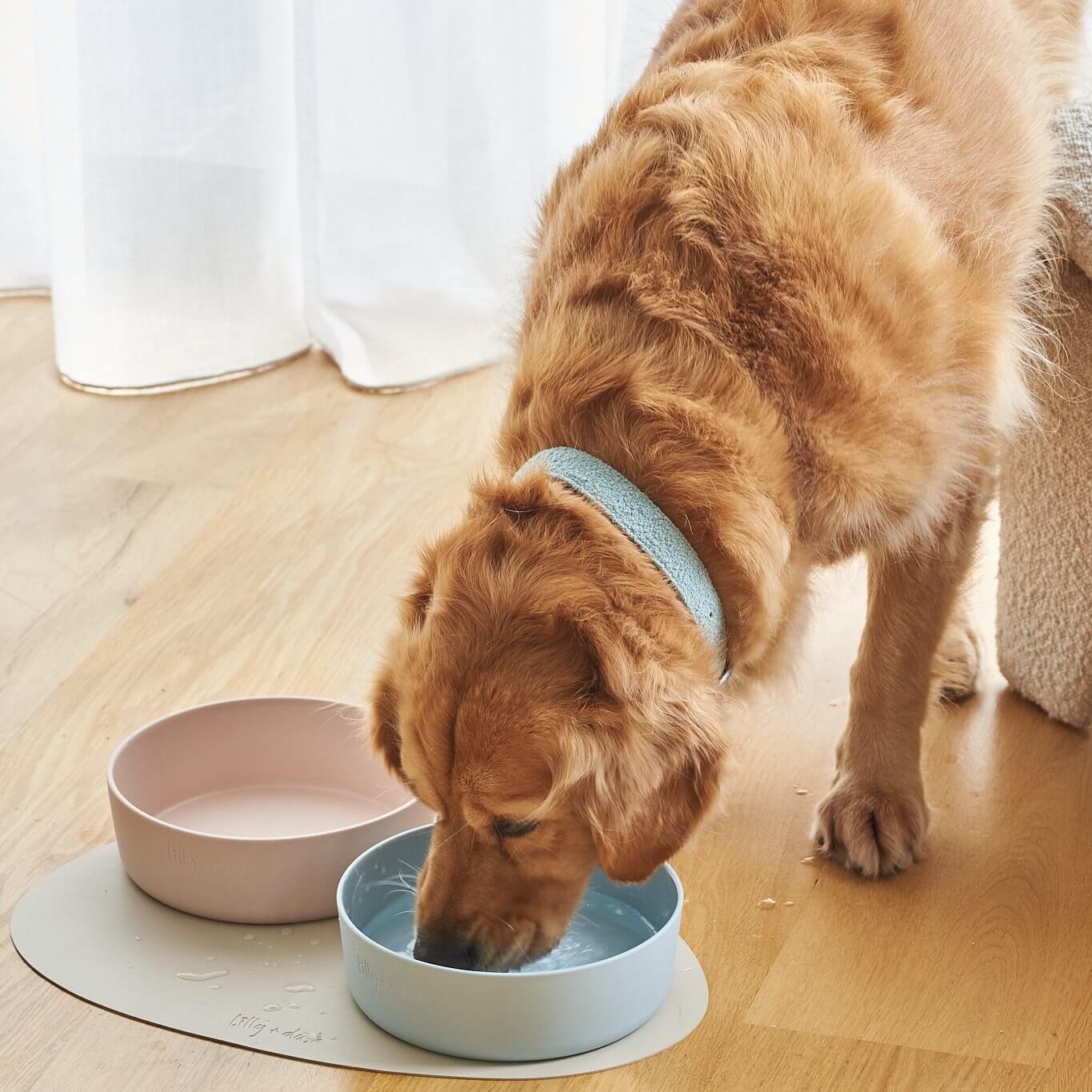 pet bowls - גו סטור (Go Store) - pet bowls - גו סטור (Go Store)