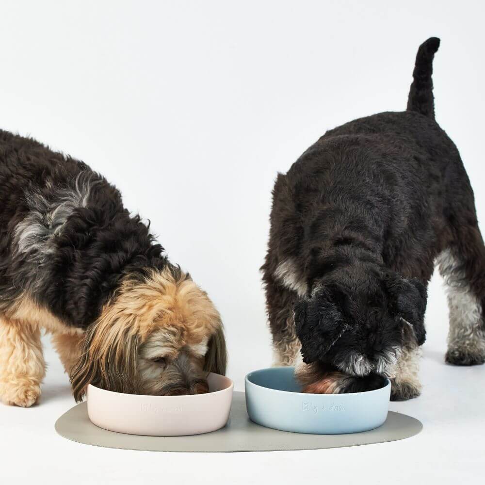 pet bowls - גו סטור (Go Store) - pet bowls - גו סטור (Go Store)